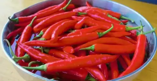 Can capsaicin cause nerve damage?